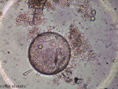 phyto/Brazilian_Amazon_coast/Amazomix_station_23/AMAZOMIX September 2021/Stephanodiscus sp2 (Am_ST23_SURF_centric2240826_006)(copy)_thumb.jpg